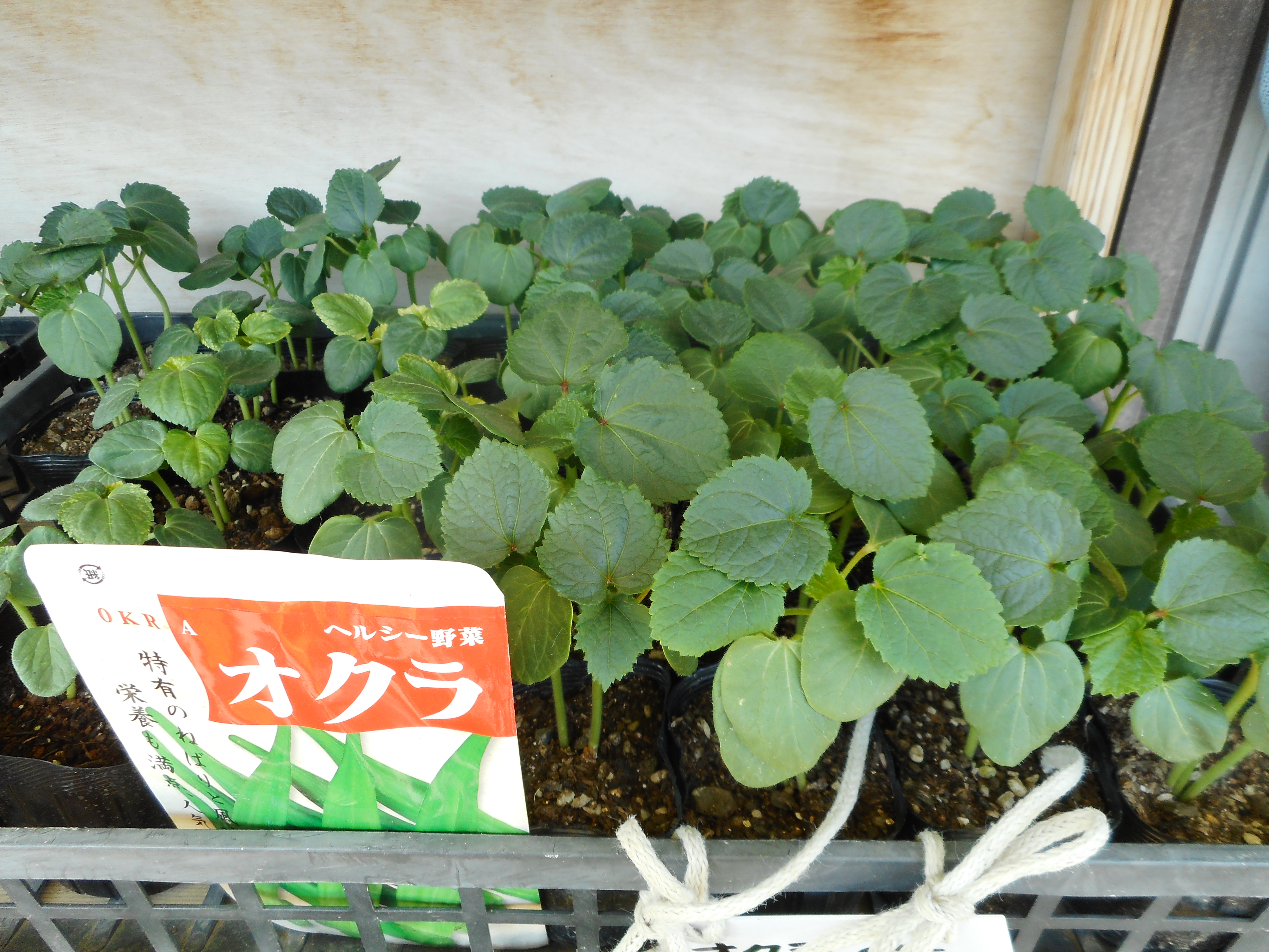 オクラの苗 入荷してます 石橋種苗園